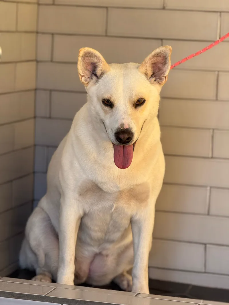 Nieve, perro en adopción en La Manada Feliz