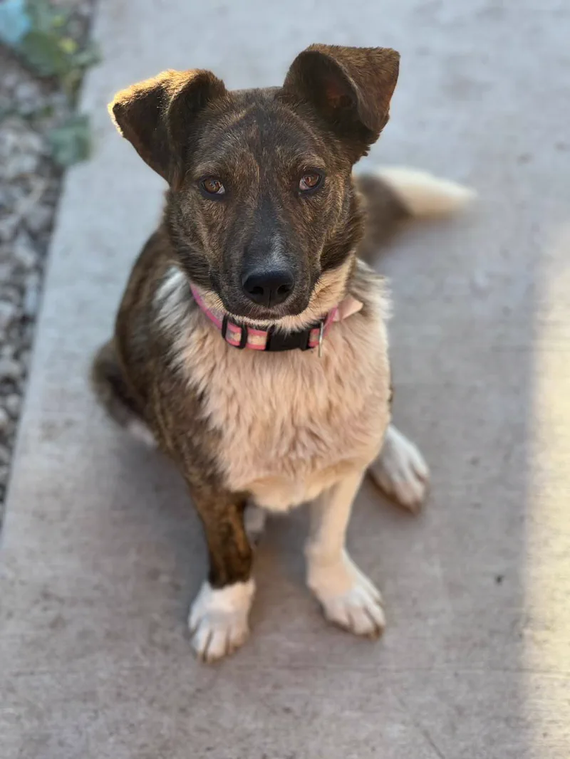 Rex, perro en adopción en La Manada Feliz